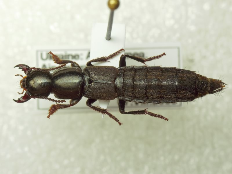 Ocypus picipennis (Fabricius, 1793)